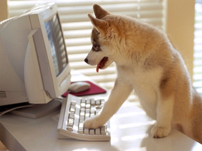 dog-on-computer1.jpg