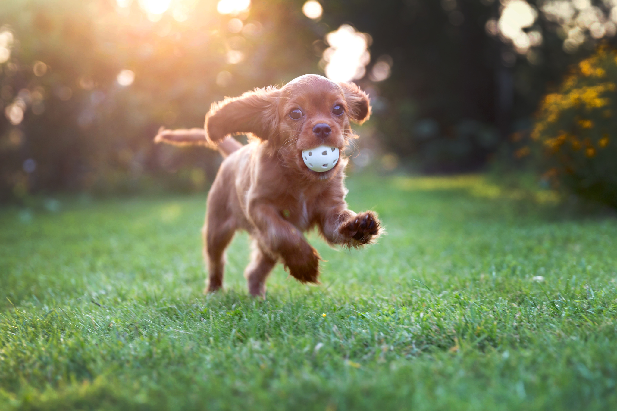Retriever with Ball